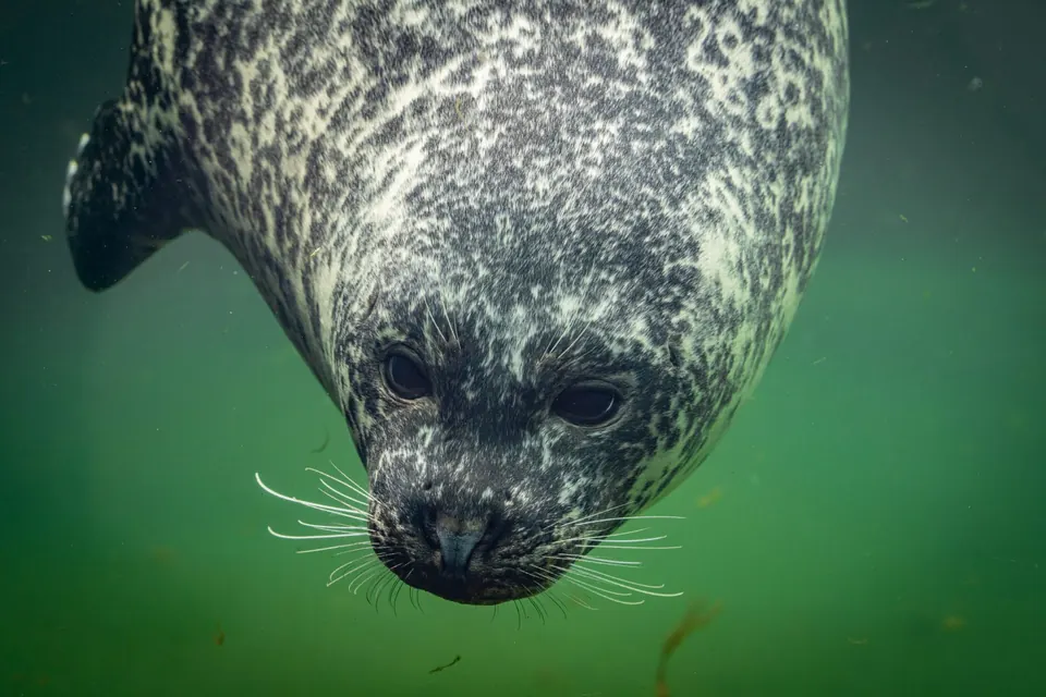 Robbe im Fischerei- und Seefahrtsmuseum